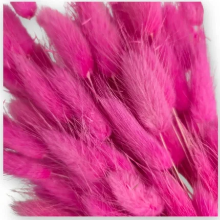 Alternative view of Pembe Tavşan Kuyruğu Otu | Kuru Çiçek | 1 Demet