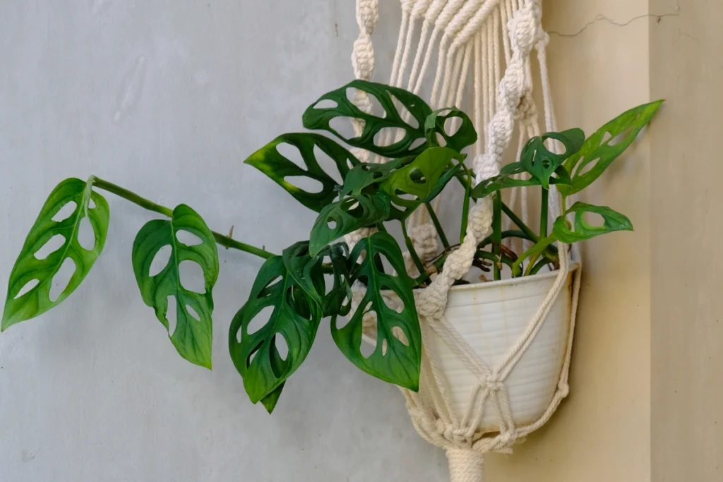 makrome saksilik Bitkilerin Yeni Dostu Makrome Saksılık