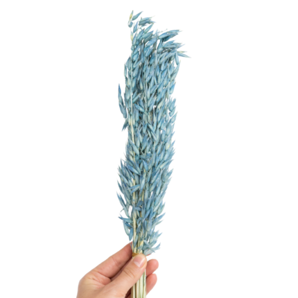 Alze Kimya - Mum Malzemeleri Hobi Marketiniz 107 Mavi Avena Otu | Kurutulmuş Yulaf Otu | Kuru Bitki | 1 Demet