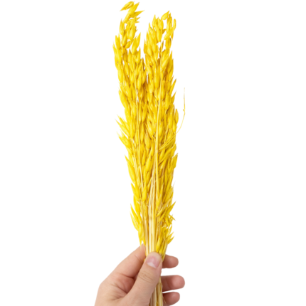 Alze Kimya - Mum Malzemeleri Hobi Marketiniz 105 Sarı Avena Otu | Kurutulmuş Yulaf Otu | Kuru Bitki | 1 Demet