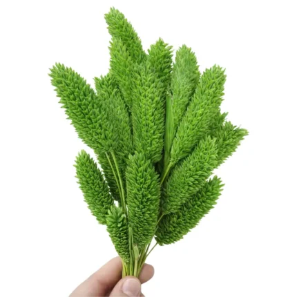 Kurutulmuş Kanarya Otu – Yeşil - Dekoratif Doğal Kuru Çiçek | Epoksi, Mum ve Aranjman İçin