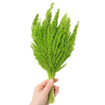 Phalaris Kuru Çiçek