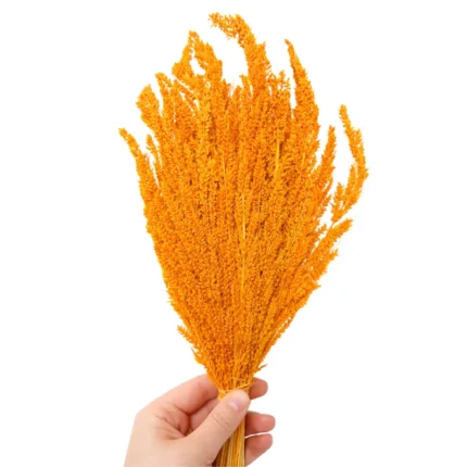 Turuncu Phalaris Kuru Çiçek Demeti