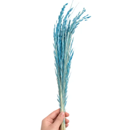 Açık Mavi Tilki Kuyruğu Otu