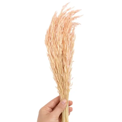 Açık Pembe Tilki Kuyruğu Otu