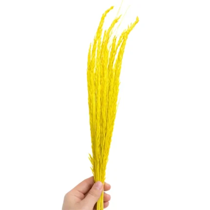 Sarı Tilki Kuyruğu Otu